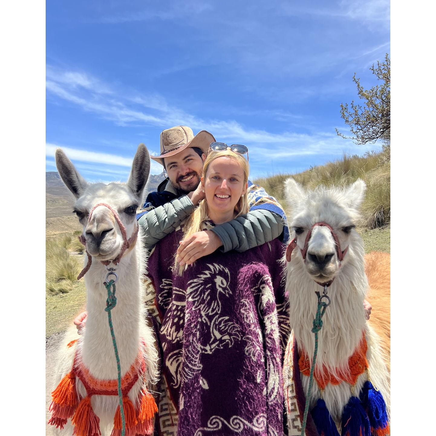 Alpacas - Teleferico Quito
