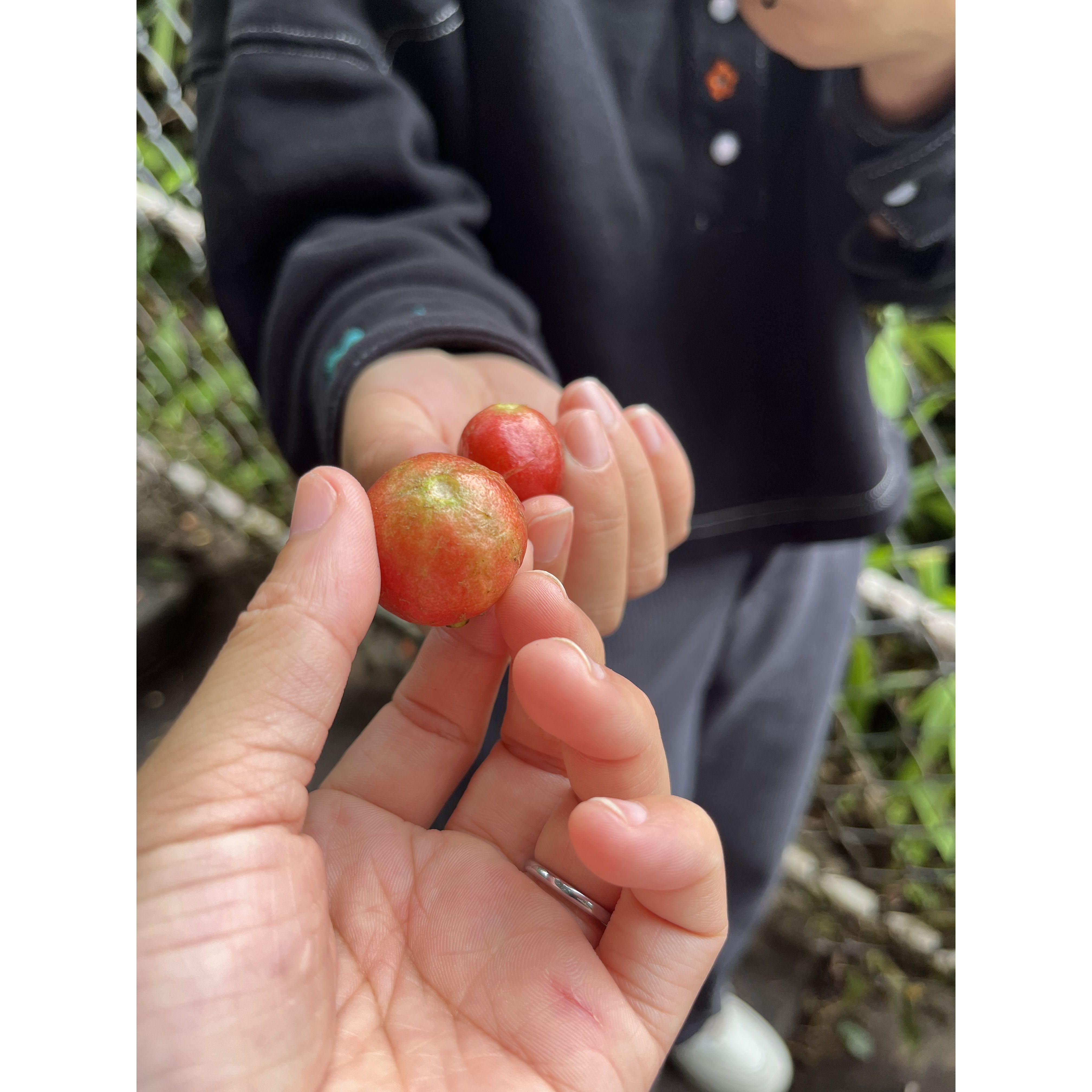 Find wild pomegranates！