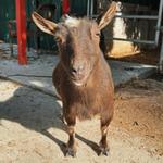 Bandy Canyon Ranch Petting Zoo