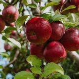 Ski-Hi Fruit Farm