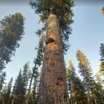 Gus, the huge Larch tree