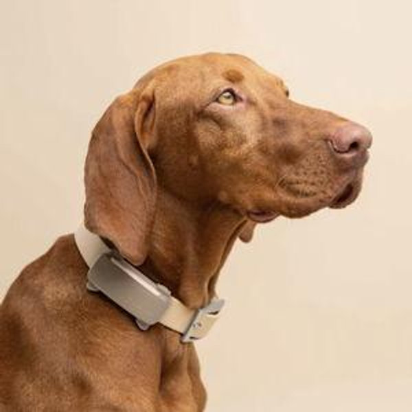 DOG 6 Live GPS Dog Tracker | Color: BROWN