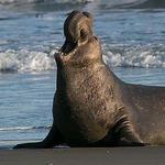 Elephant Seal Vista Point