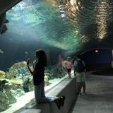 OdySea Aquarium