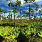 Jonathan Dickinson State Park