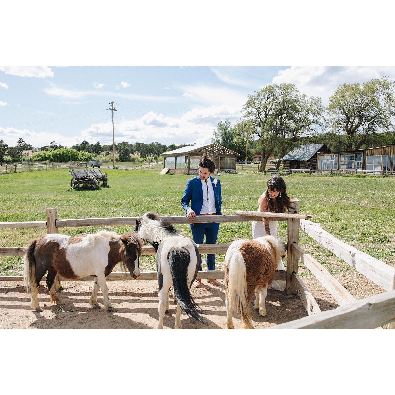 Mini Ponies at the ranch.