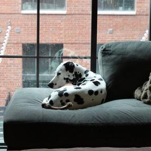 Our Pet Toy Fund