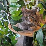 Naughty Cat Cafe