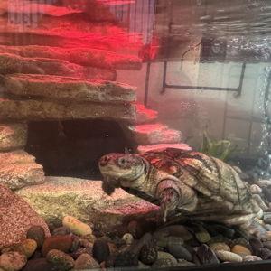 Petunia the turtle fund