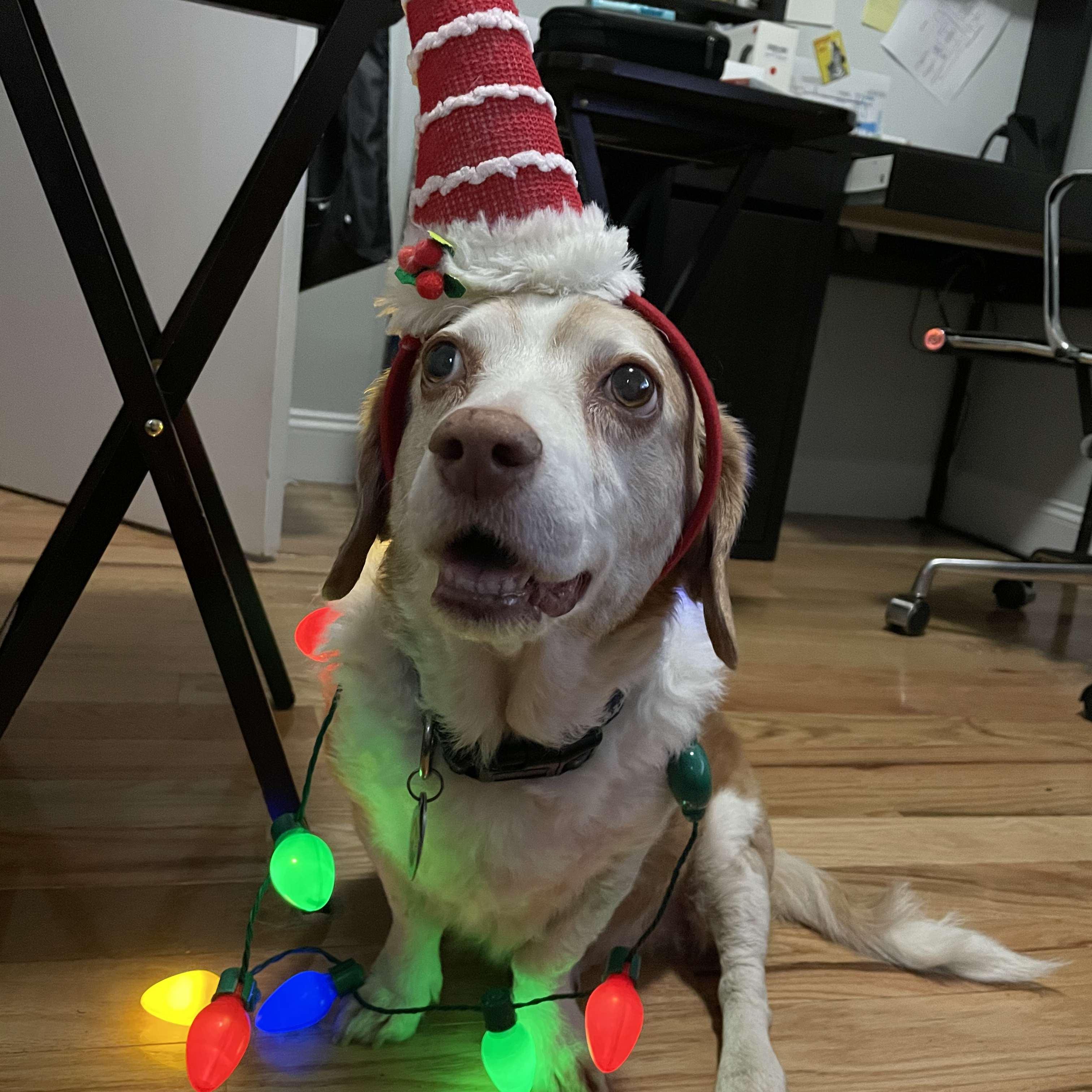 First came the dog