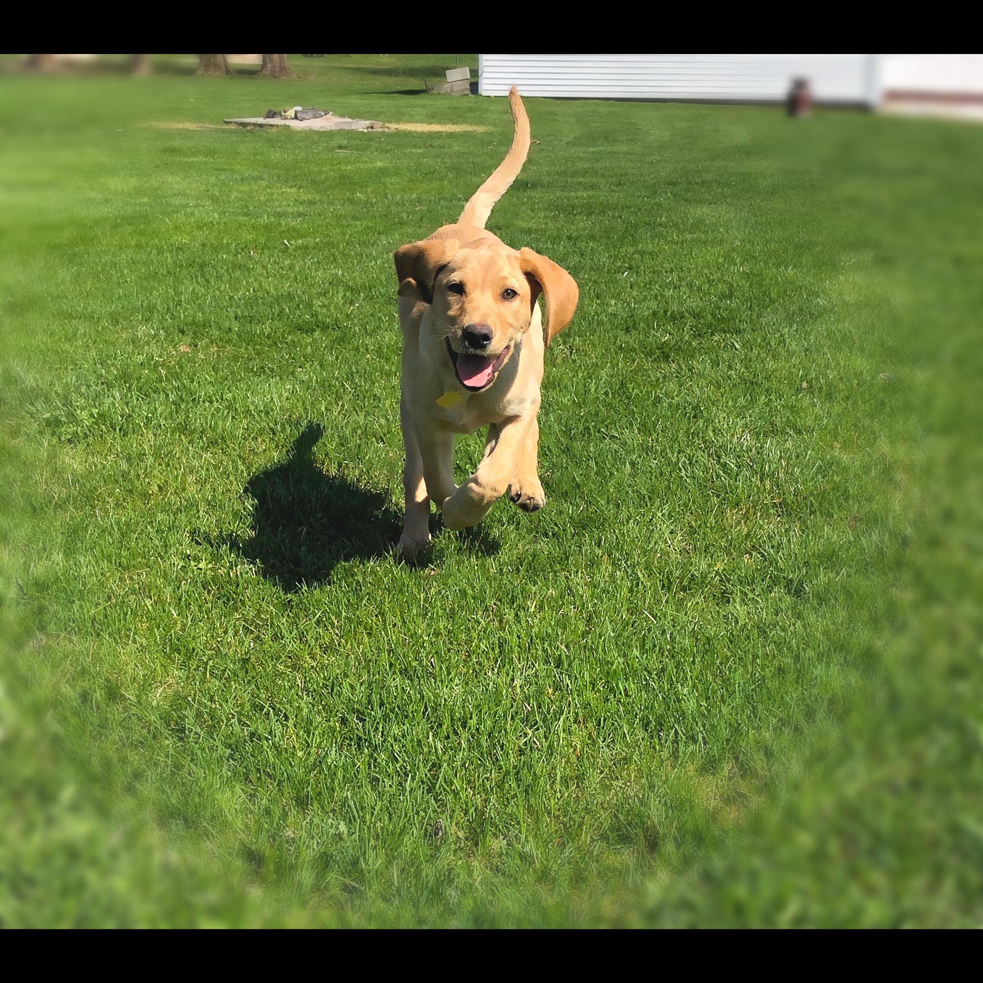 Our fur baby - Tucker 2020