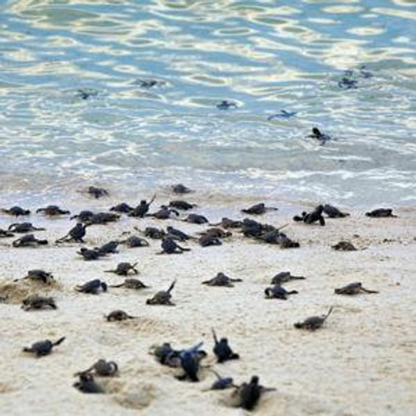 Santuario de tortugas en Serangan