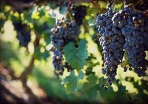 The Vineyards & Winery at Lost Creek