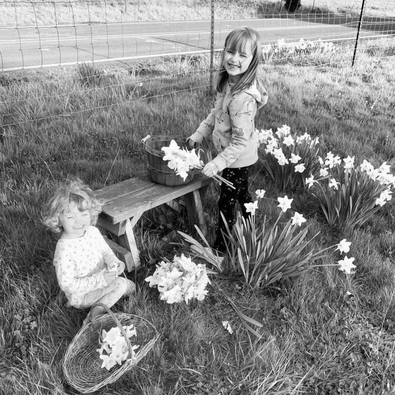 Picking daffodils at the Bennett farm