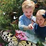 Butterfly World