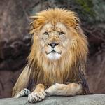 Greenville Zoo