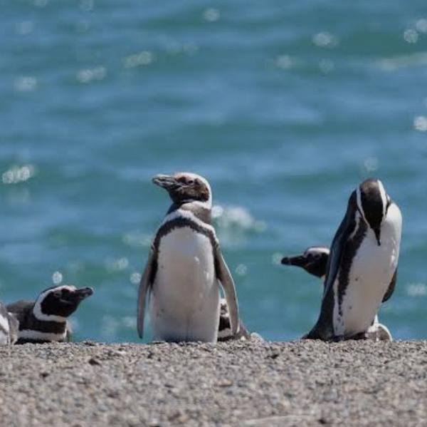 Sightseeing Penguins at Valdes Peninsula
