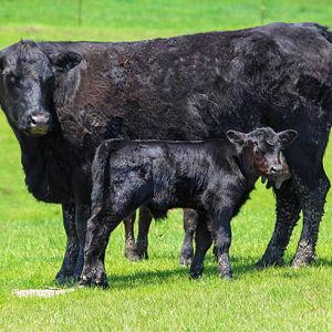 Livestock Fund