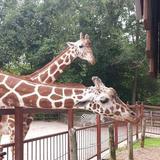Mesker Park Zoo