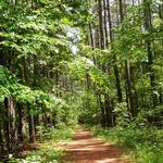 Conway Robinson State Forest