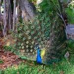 Crandon Park Gardens
