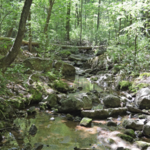 McDowell Nature Preserve
