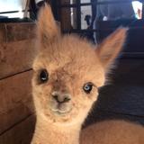 Crystal Lake Alpaca Farm