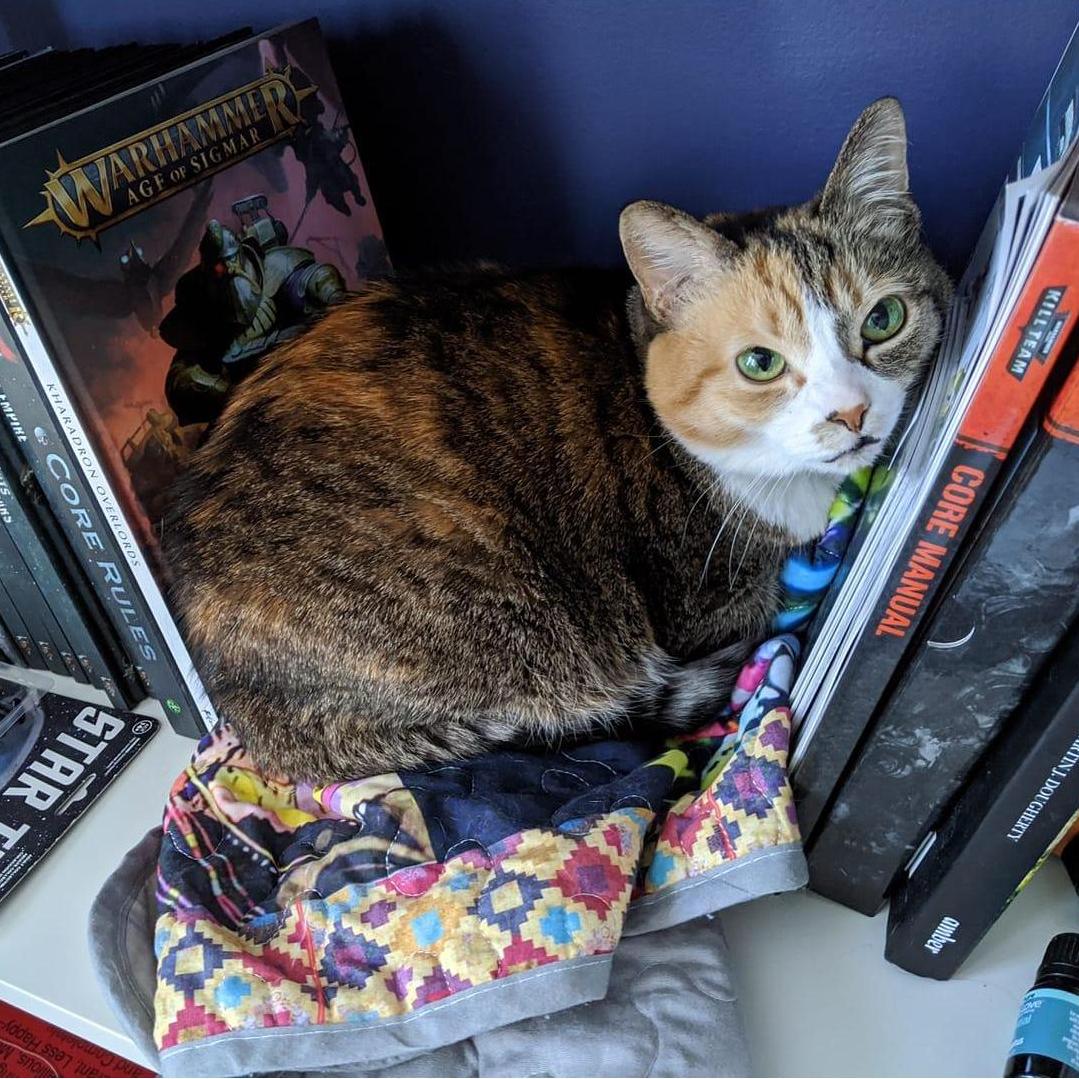 Our beloved, asthmatic tiny lemon cat Gilly.