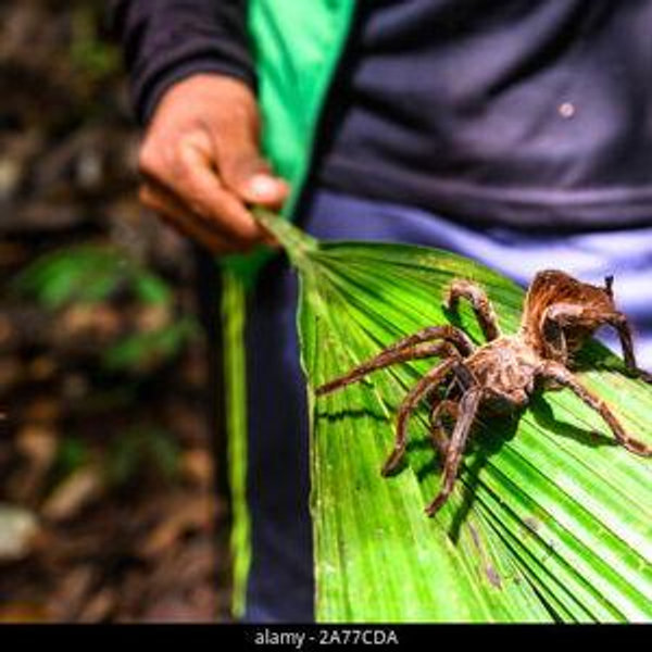 Amazon Canoe and Wildlife Tour