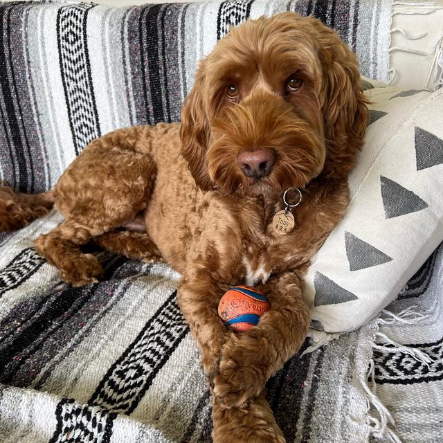 Toby’s Dog Toy Fund
