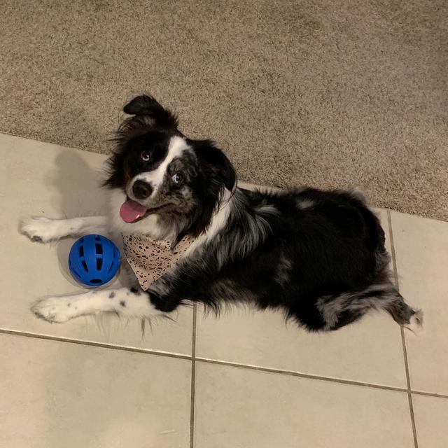 Our Pet Toy Fund