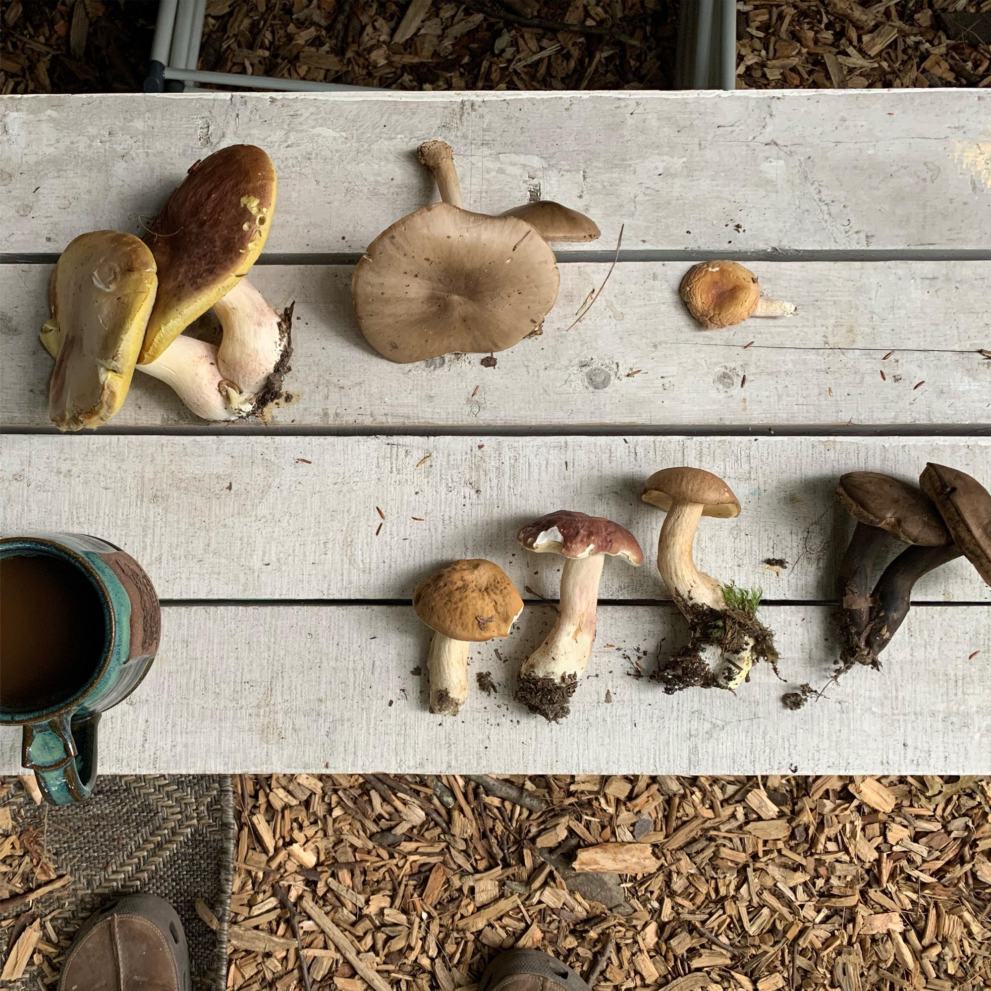 Mushroom walk
