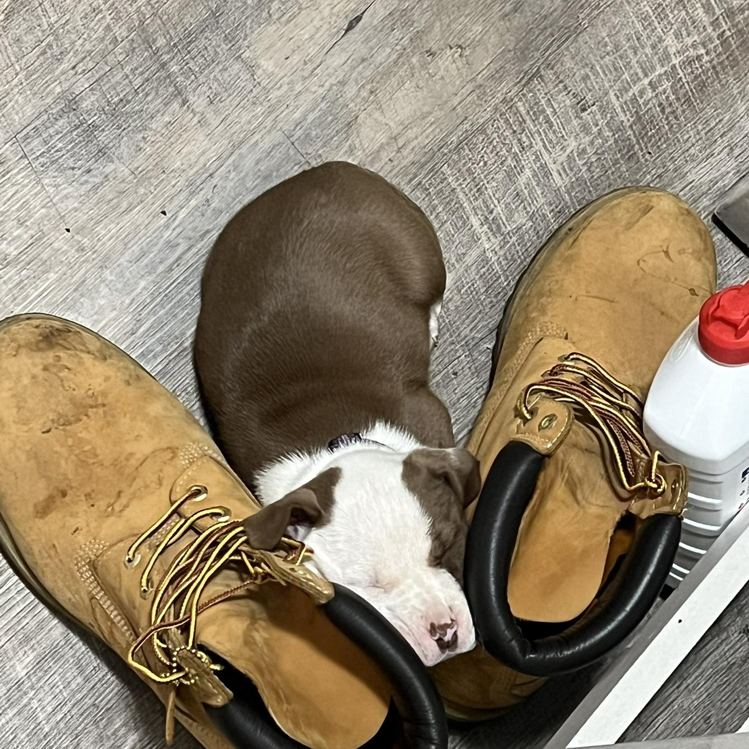 She fell asleep between his boots😅
