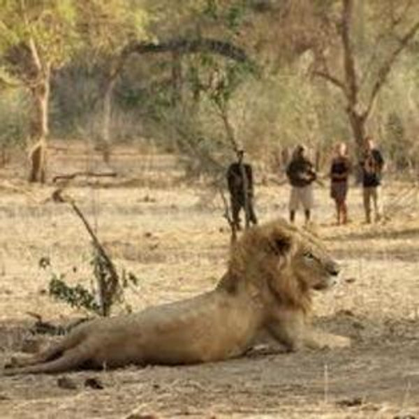 Walking Safari in South Luangwa