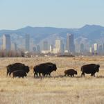 Rocky Mountain Arsenal National Wildlife Refuge