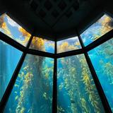Monterey Bay Aquarium