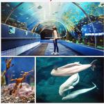 Georgia Aquarium