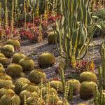 Moorten Botanical Garden