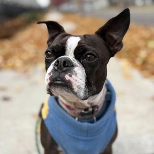 Honeymoon: Pet Sitter for Darcy!