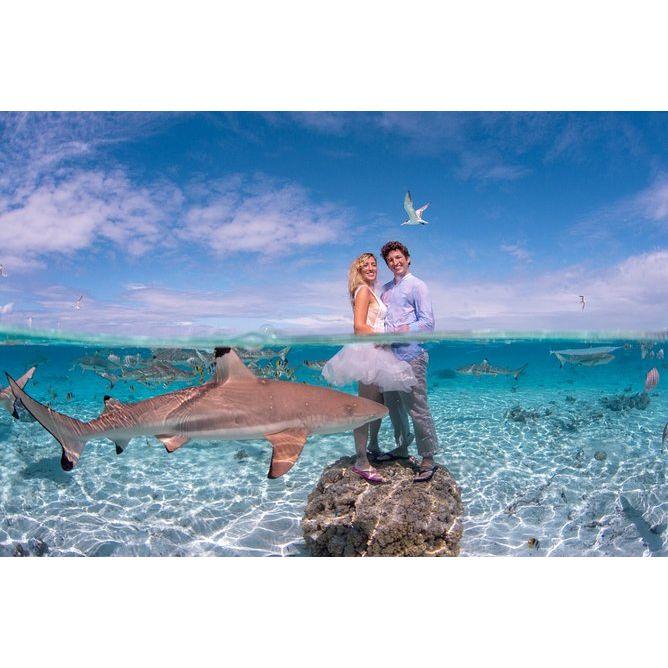 Swim with sharks