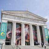 Shedd Aquarium