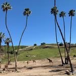 San Diego Zoo Safari Park