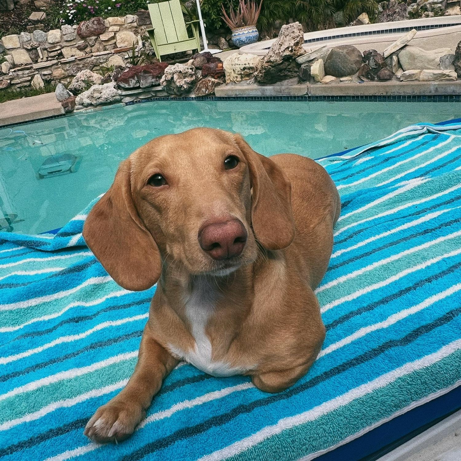 Simba