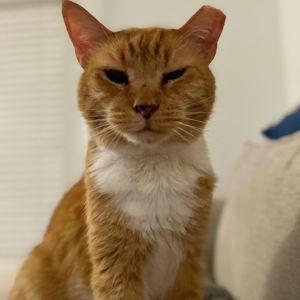 Clyde's Fancy Feast (for the humans) Fund