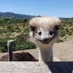 Ostrichland USA