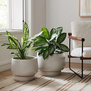 Wilcox Planters