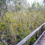 Pygmy Forest