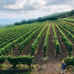 Honeymoon - Mount Etna Tour and Wine Tasting