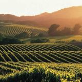 Napa Valley