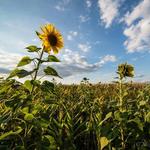 Sussex Sunflower Field